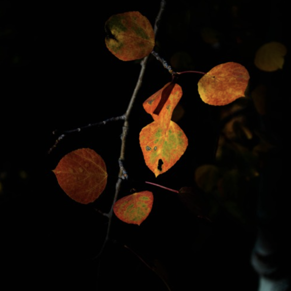 Leaves hanging off a tree at night