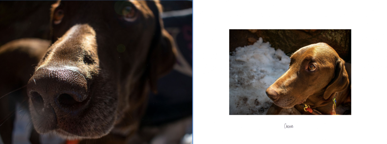 Two images of brown dog