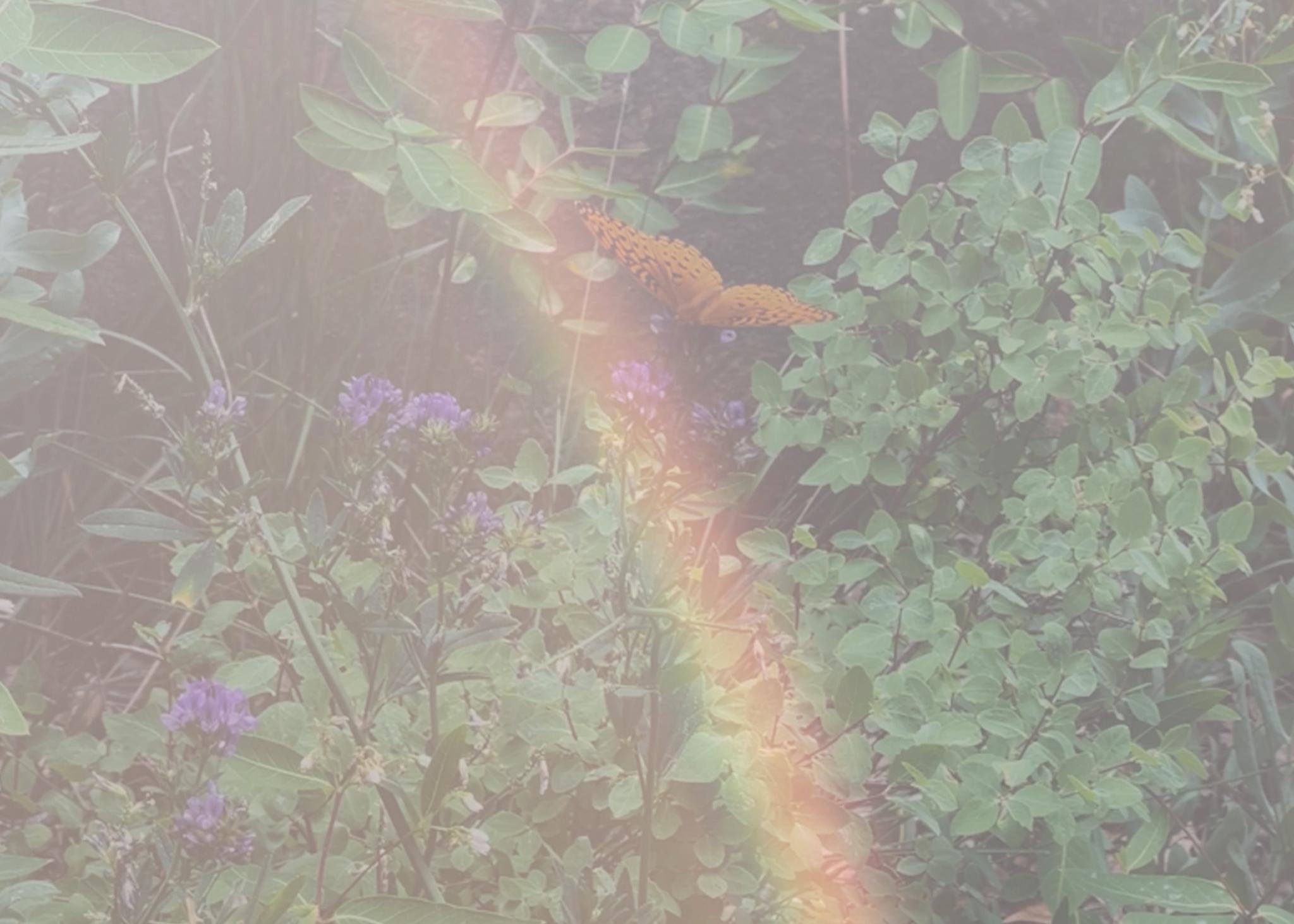 Butterflies overlayed with a rainbow.