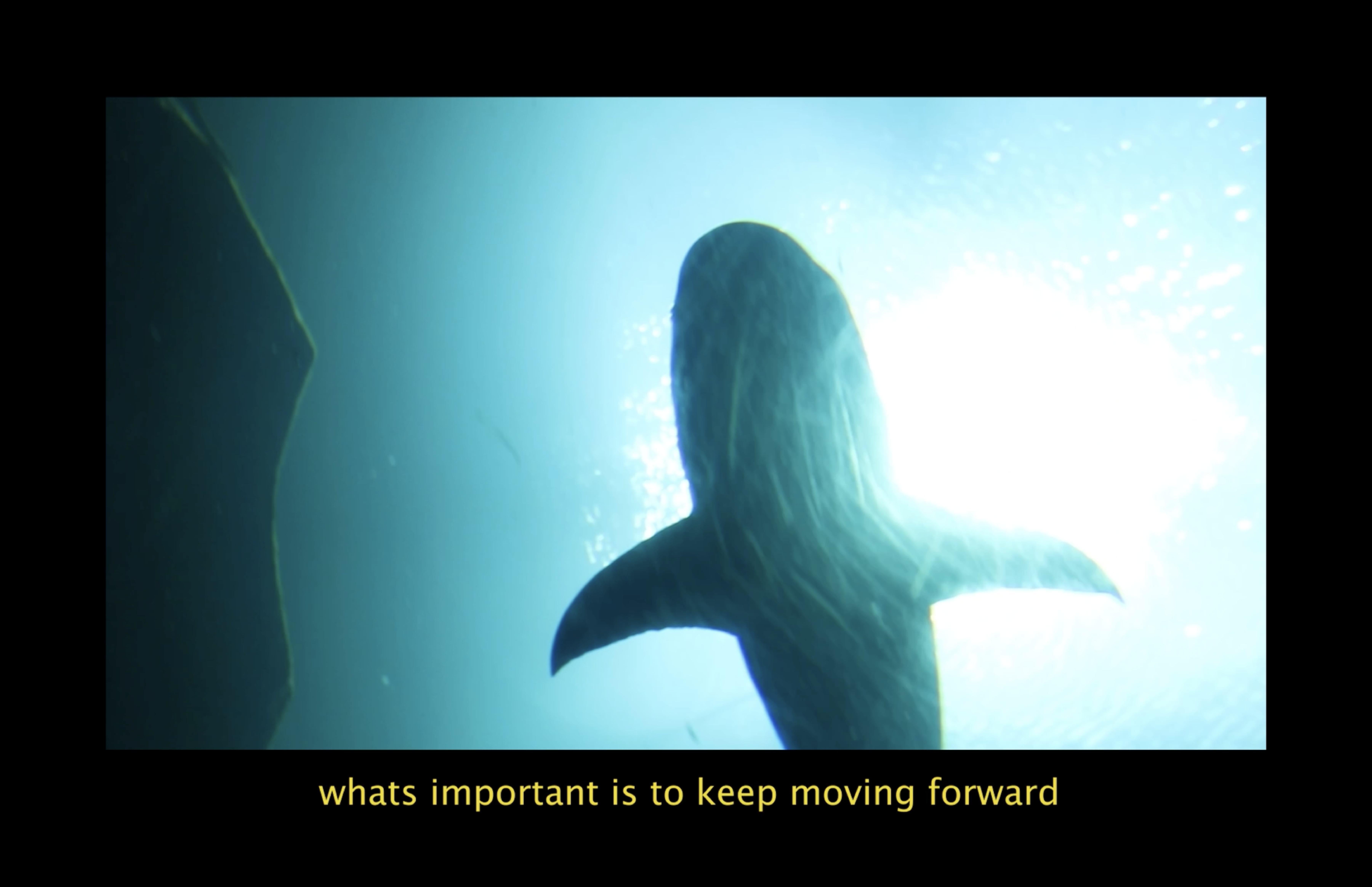 A shark swims above the camera.