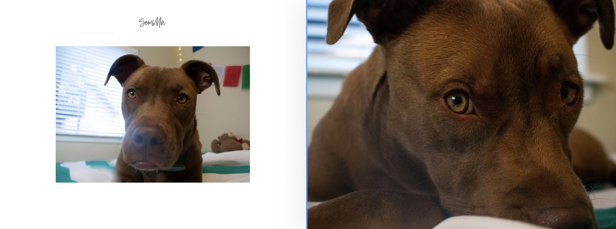 Two images of brown dog