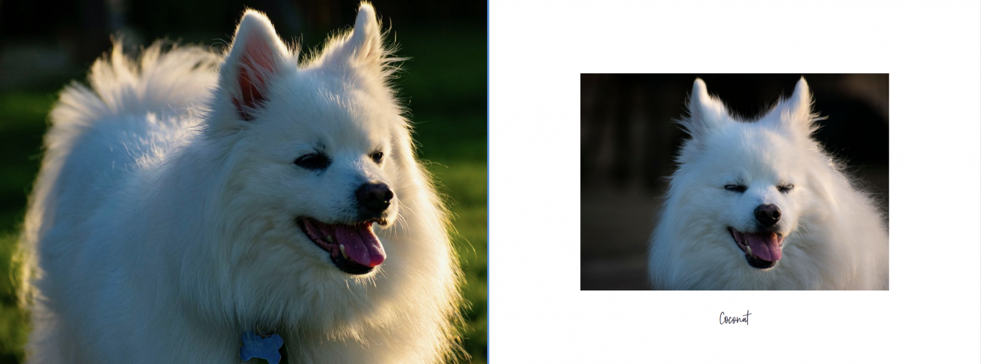 White fluffy dog