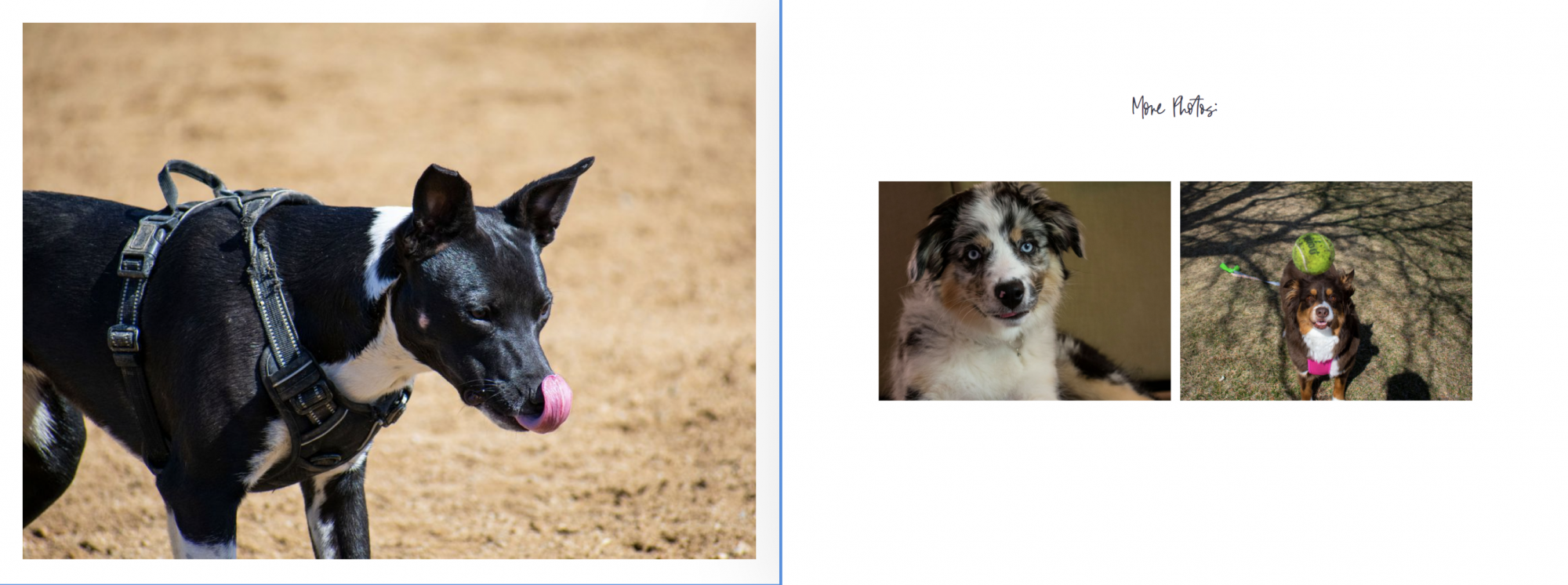 black dog on sand licking lips