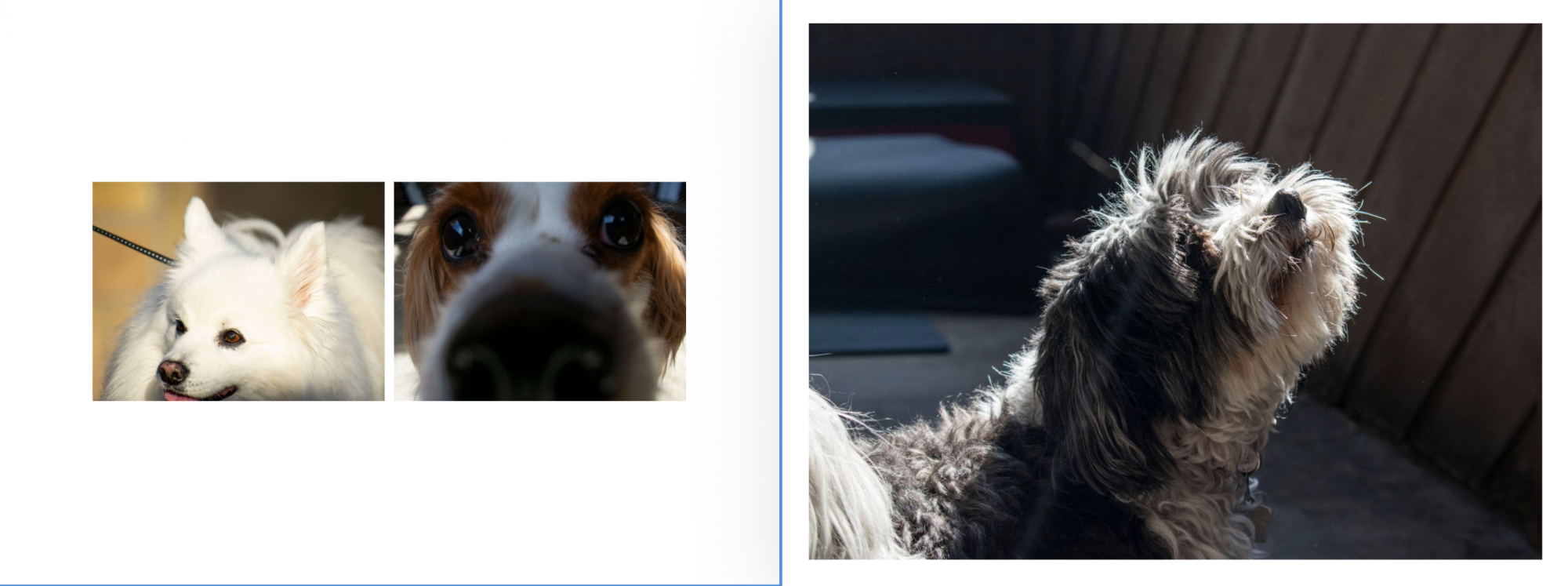 Three different dogs in sunlight