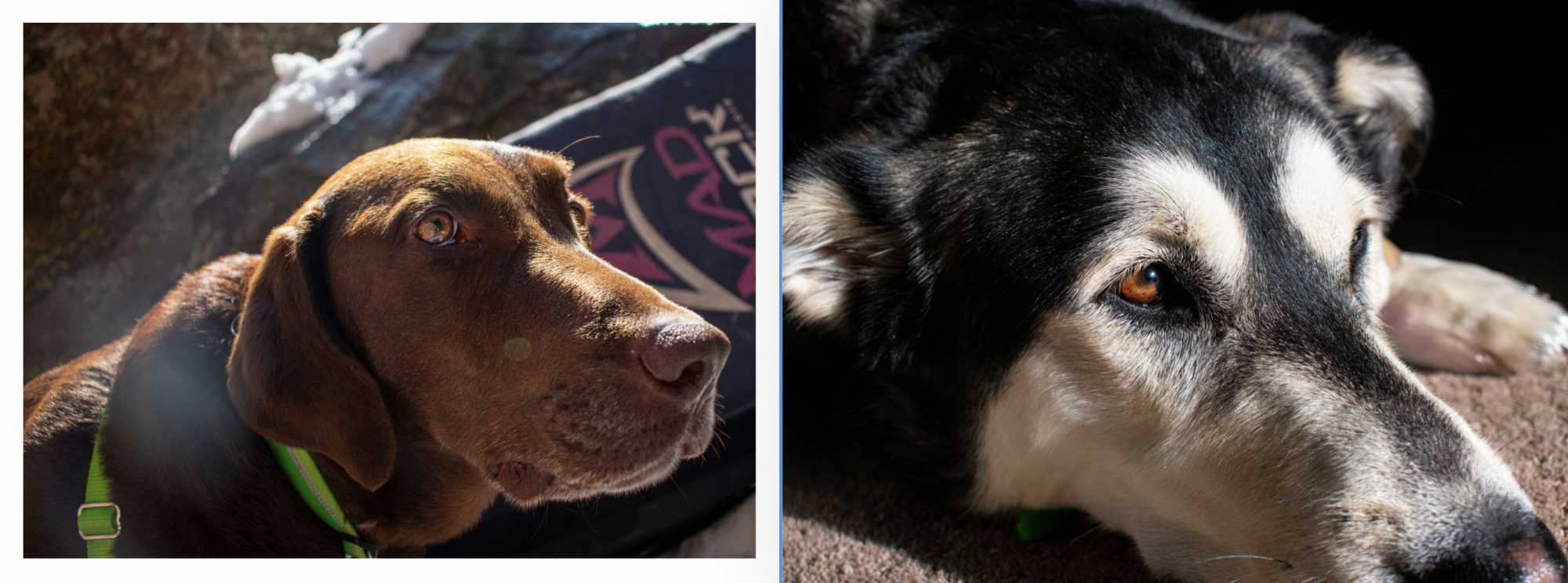 brown dog and white and black dog looking into sunlight