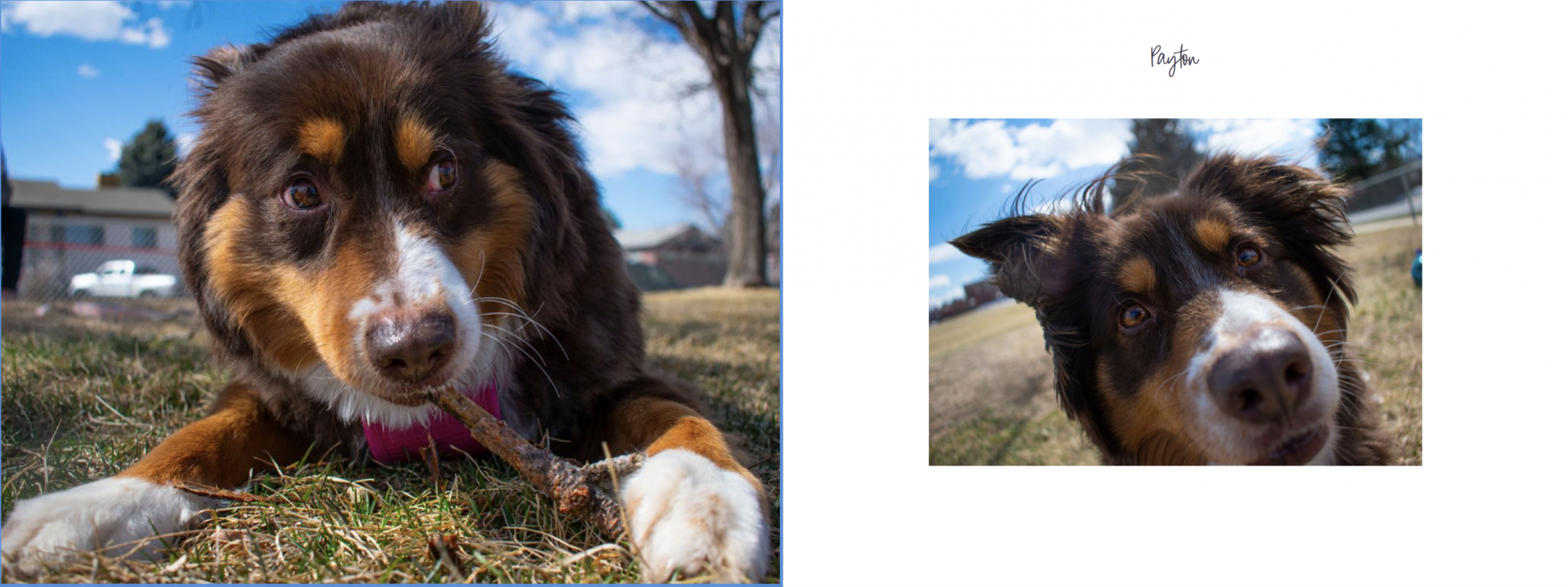 Dog playing