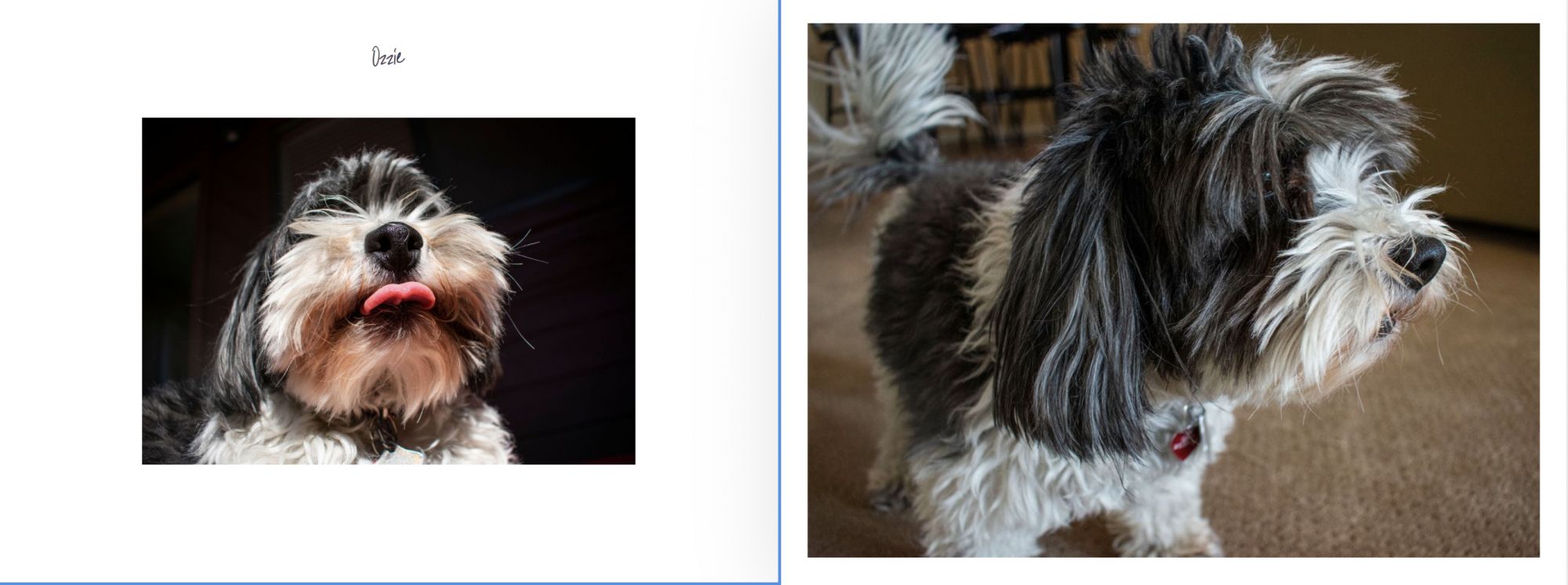 Fluffy dog