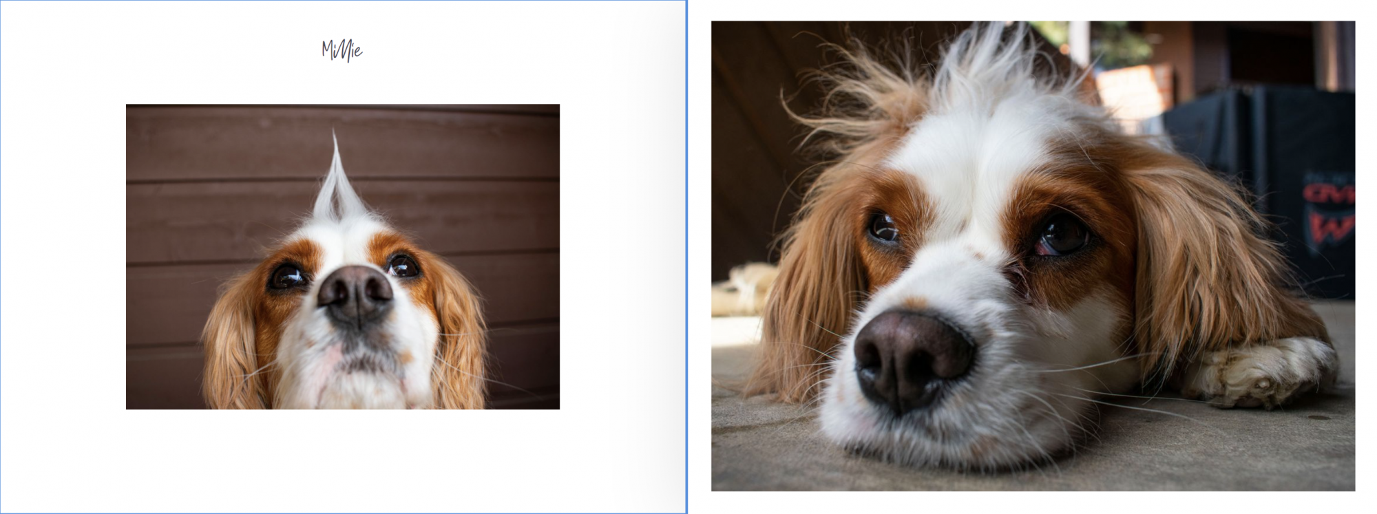 dogs