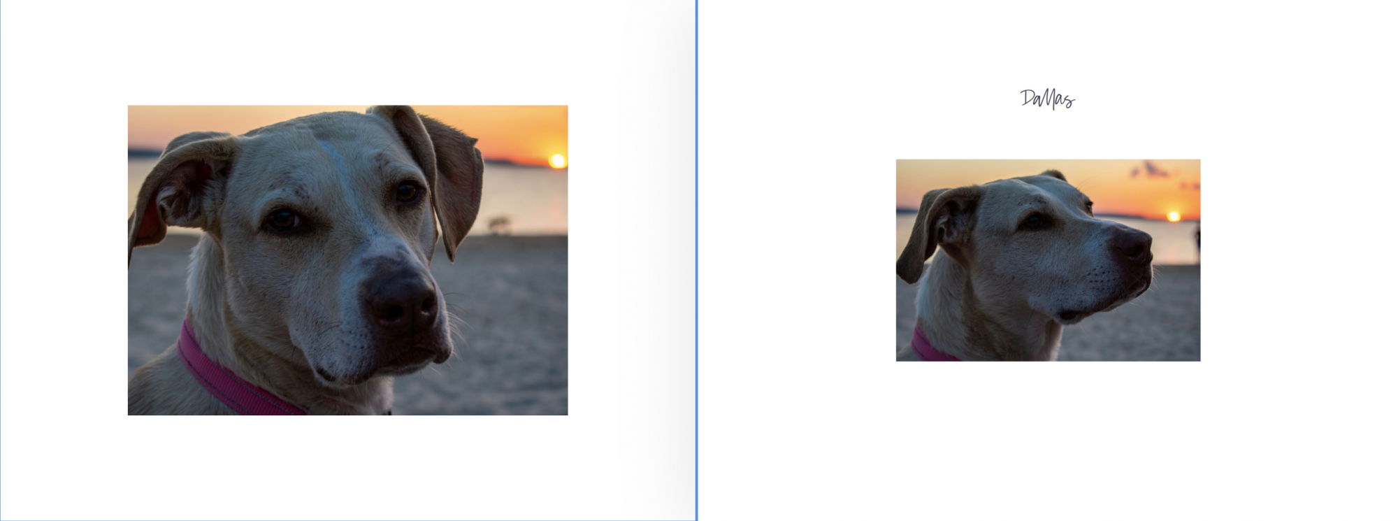Two images of a dog outside