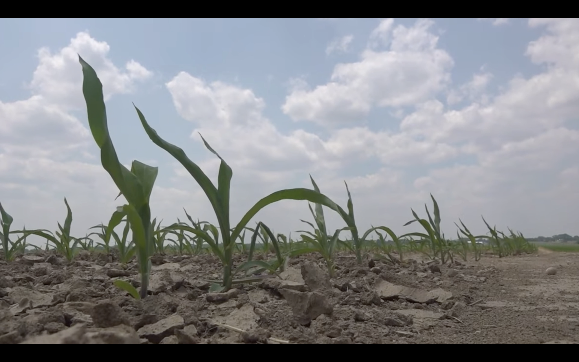 outdoor scene of plants in very dry ground