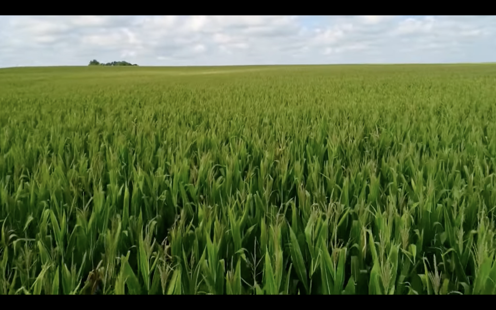 large field of green crops
