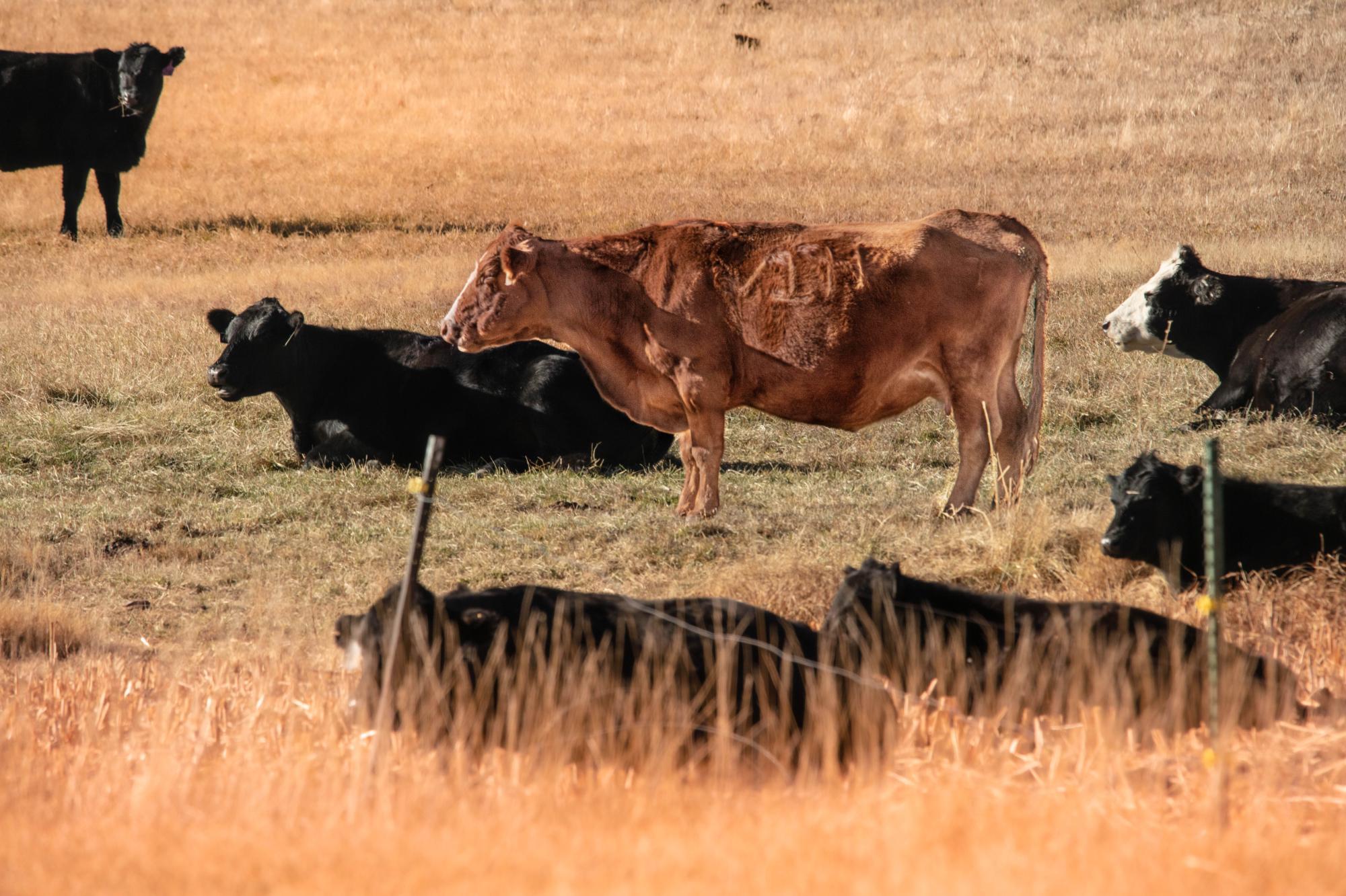 Several cows sit peacefully in a field