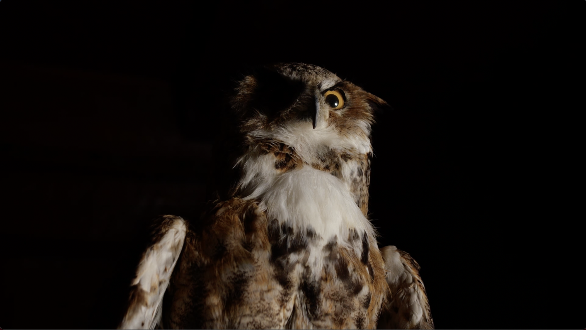 An owl in the night