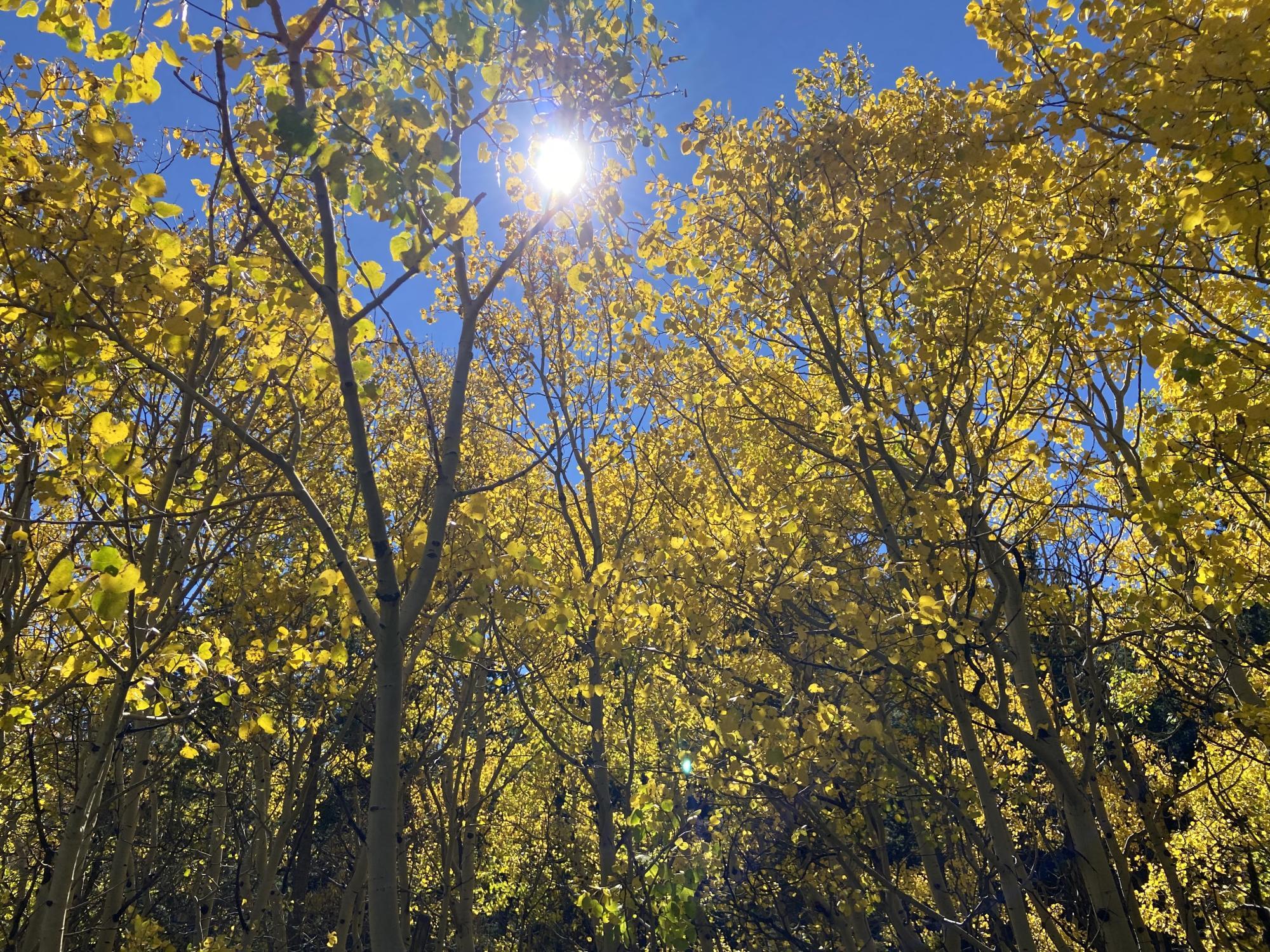 A bright yellow forest of aspen trees right off the road of the town Wallstreet and Sunset Colorado