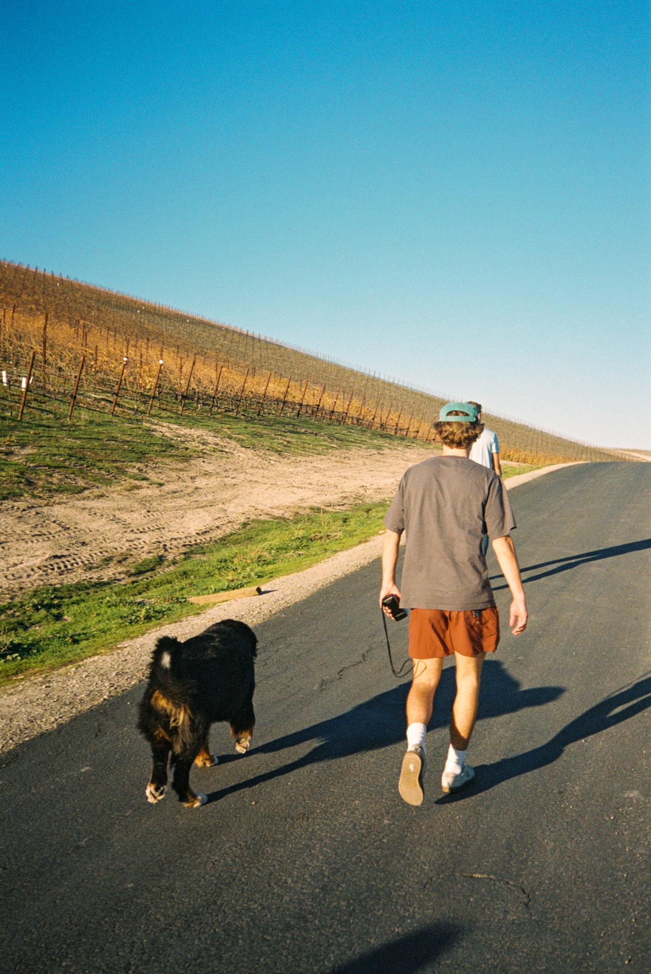 My buddy Ben walking the vineyard dog through the beautiful vineyard in Paso Robles