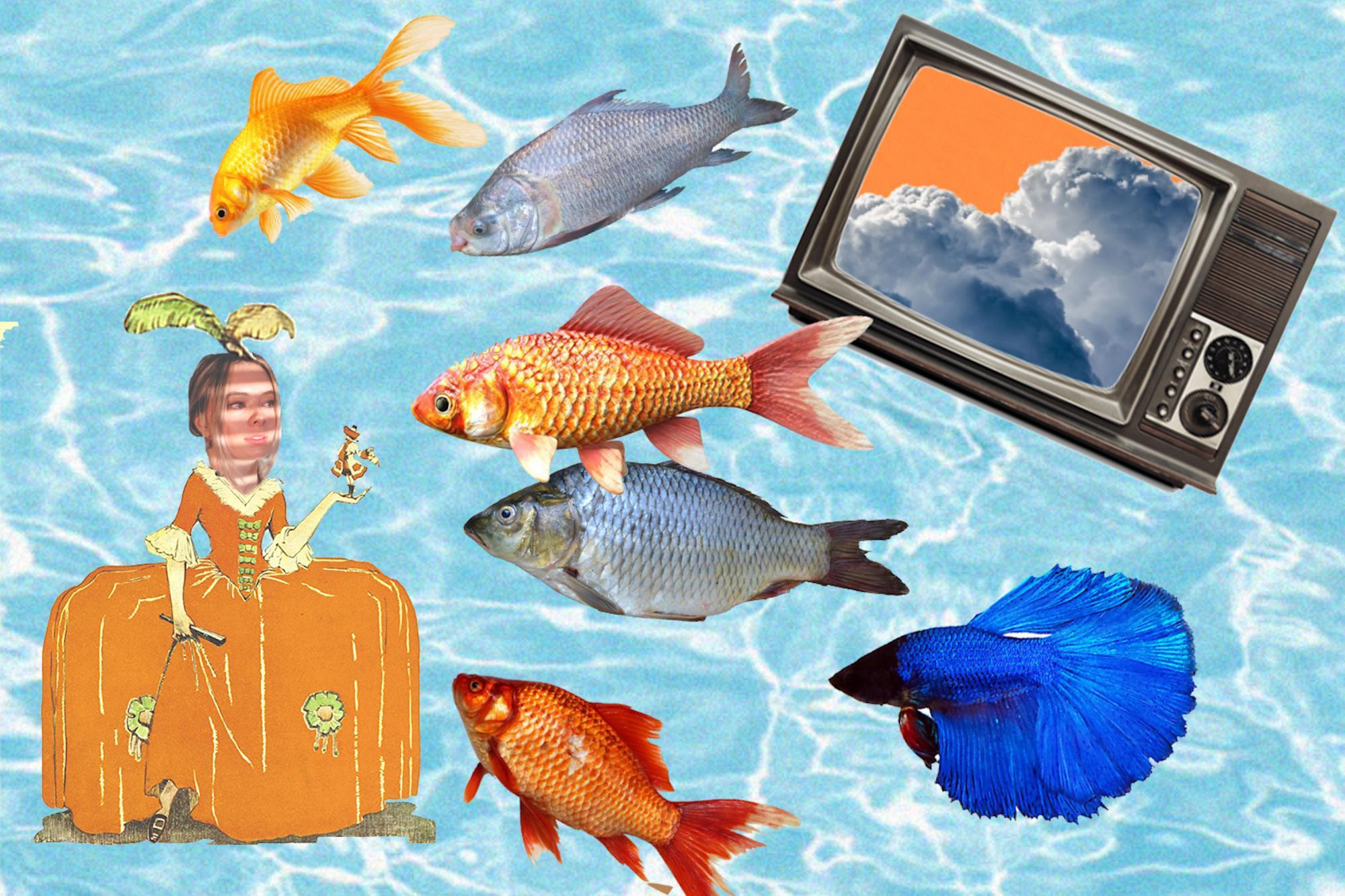 Collage of fish, a TV and a cut-out person in a pool