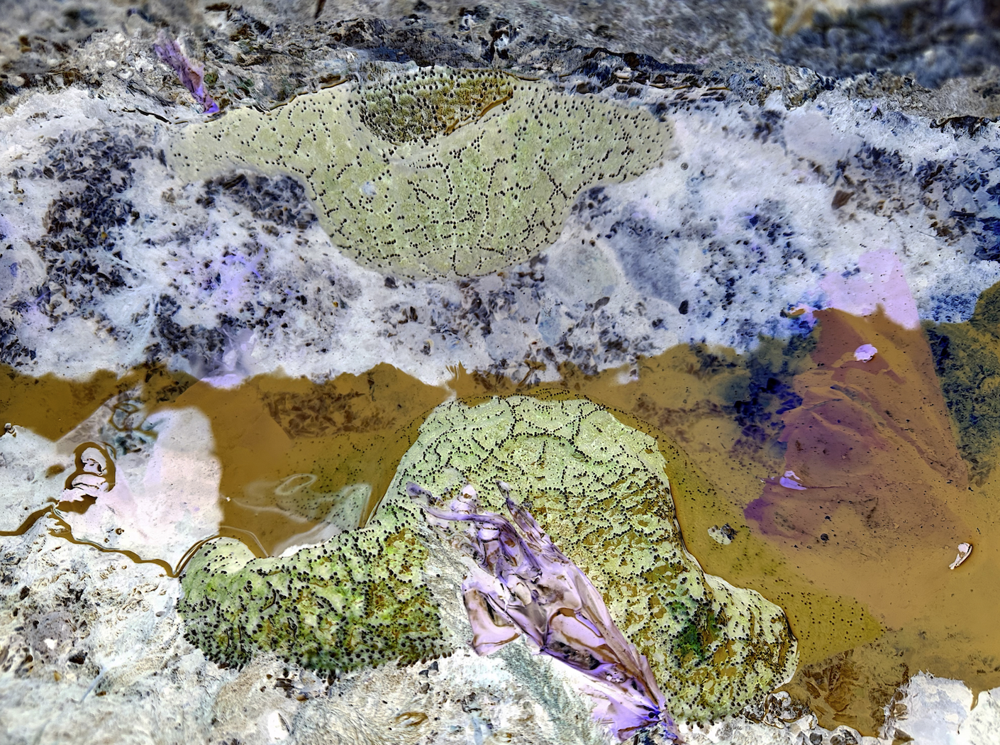 Two green starfish mirroring each other on rocks with an orange ocean below