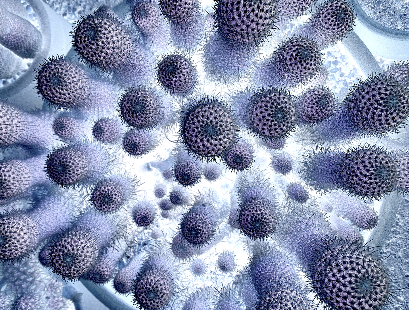Purple, finger-like cacti from above poking through a white glow.