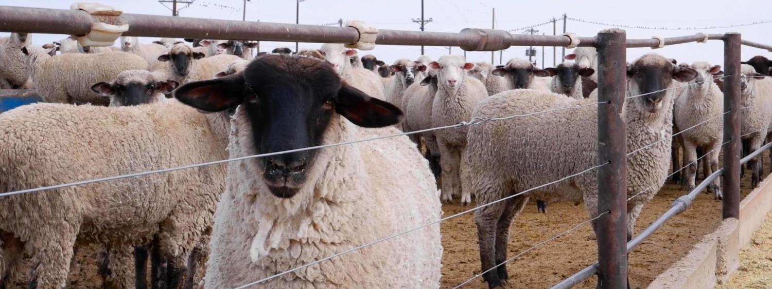 White sheep with black face looking at the camera