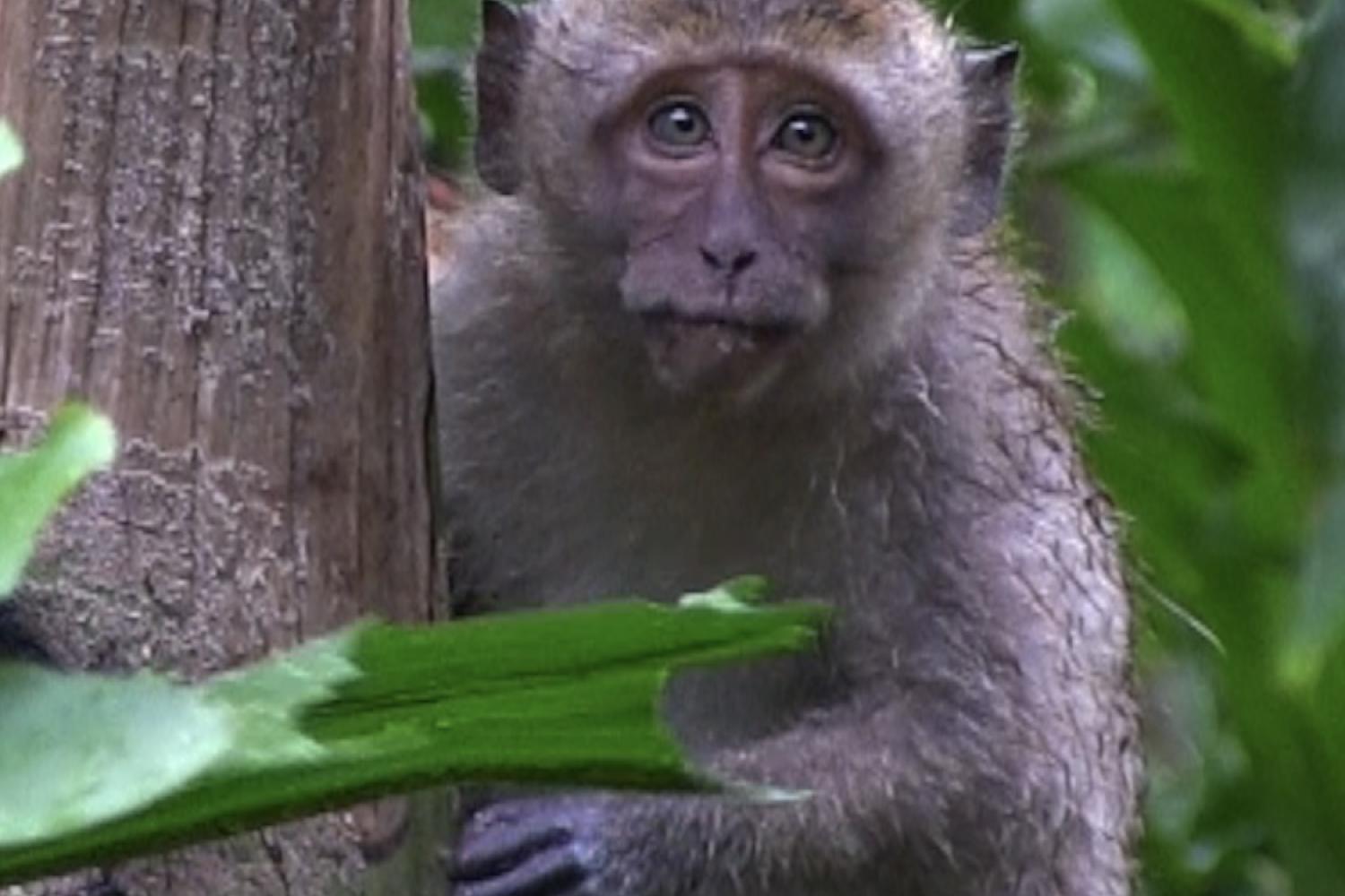 Close up of Macaque Monkey in Koh Lanta, Thailand