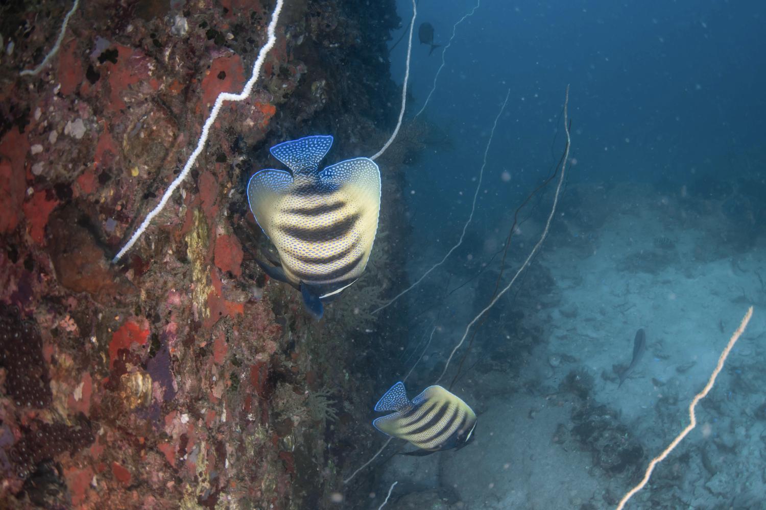An electric fish photographed underwater outside of Koh Lipe, Thailand