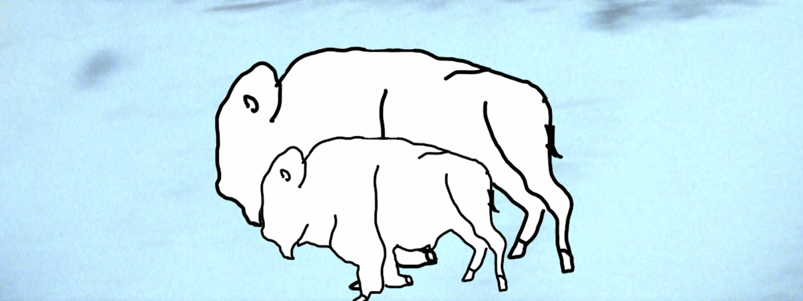 buffalo drawing on film