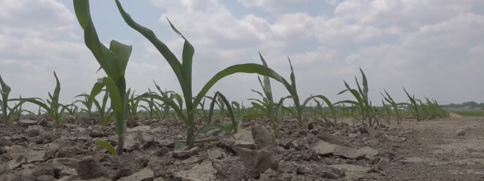 sparse plants in a dry field