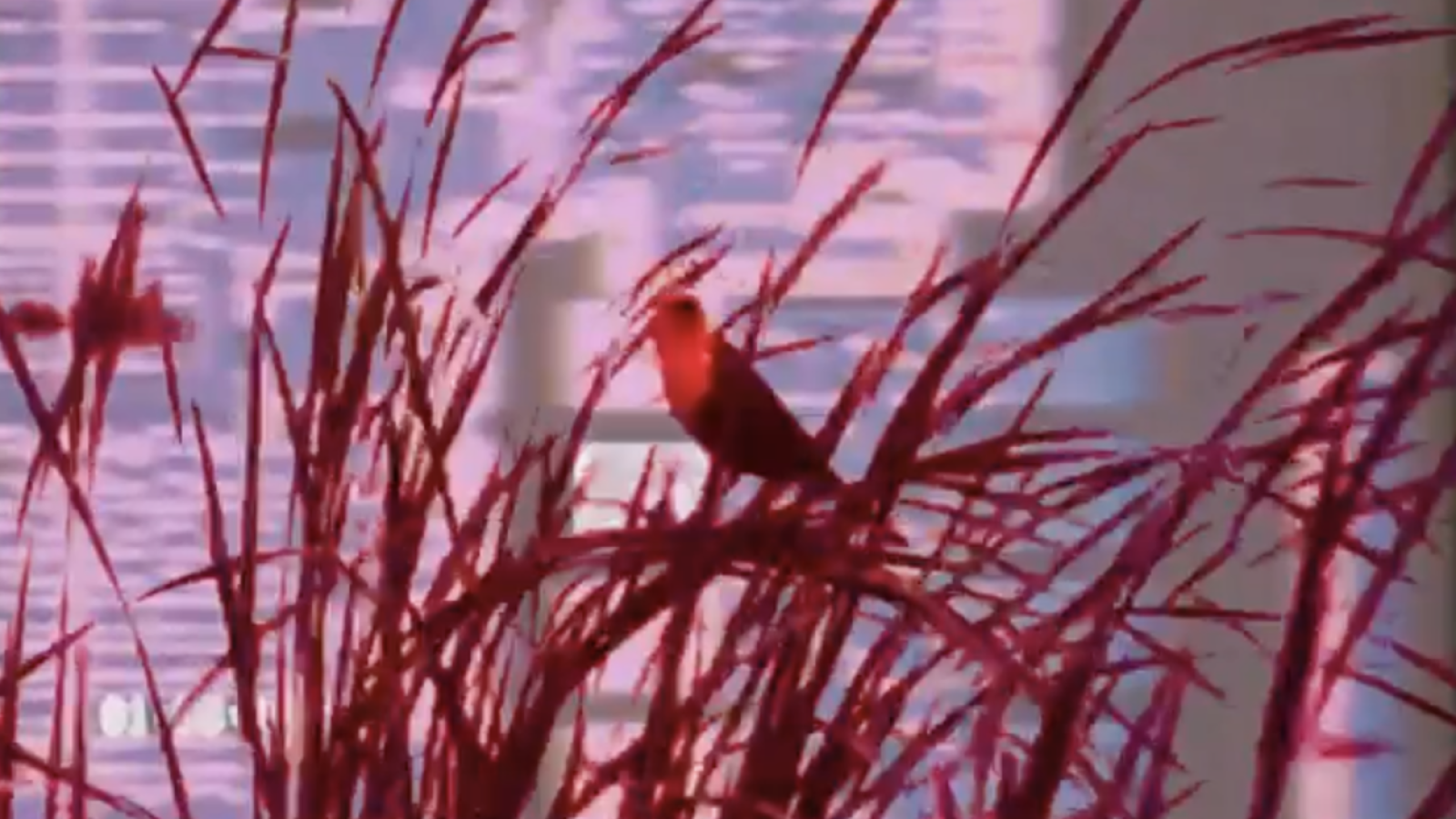 Colored overlay of data disk and bird