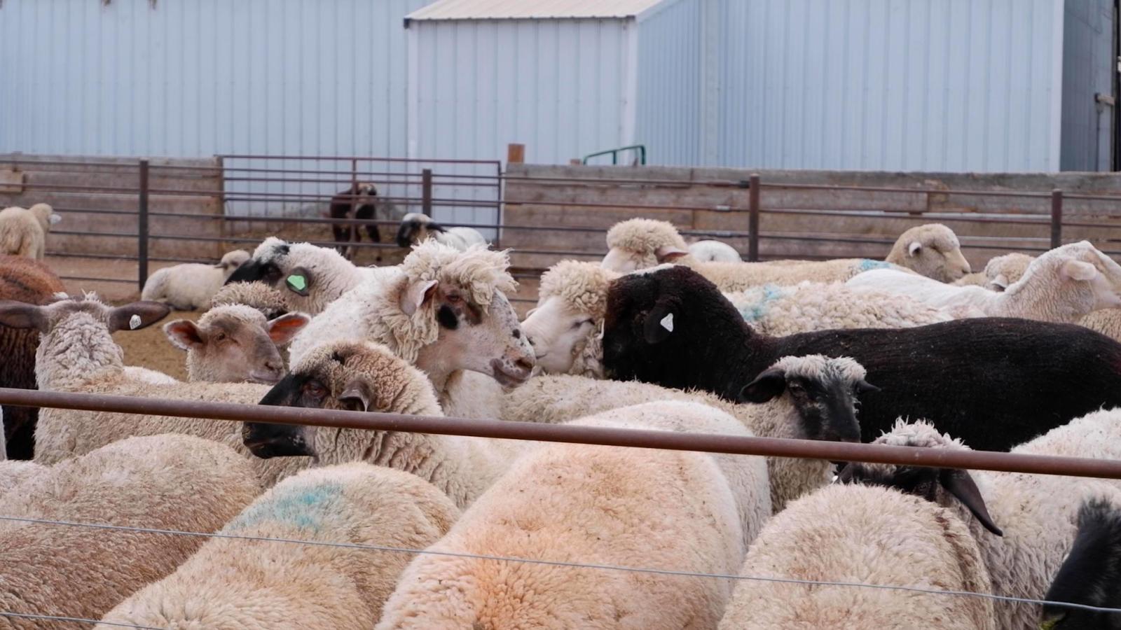 A herd of black and white sheep in a farm