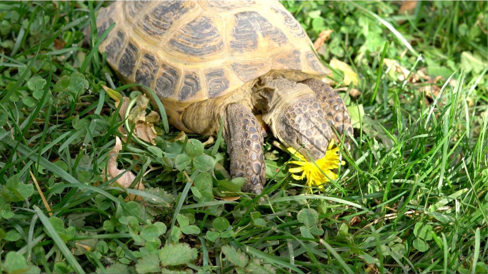 Turtle eating a yellow dandelion