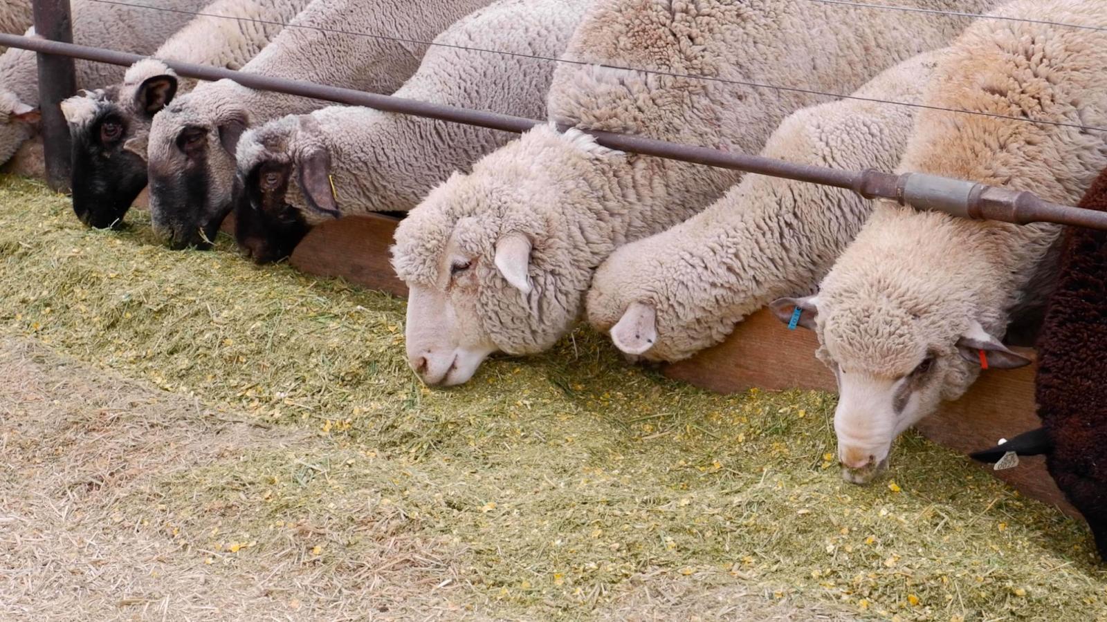 Sheep eating hay with their necks through a gate