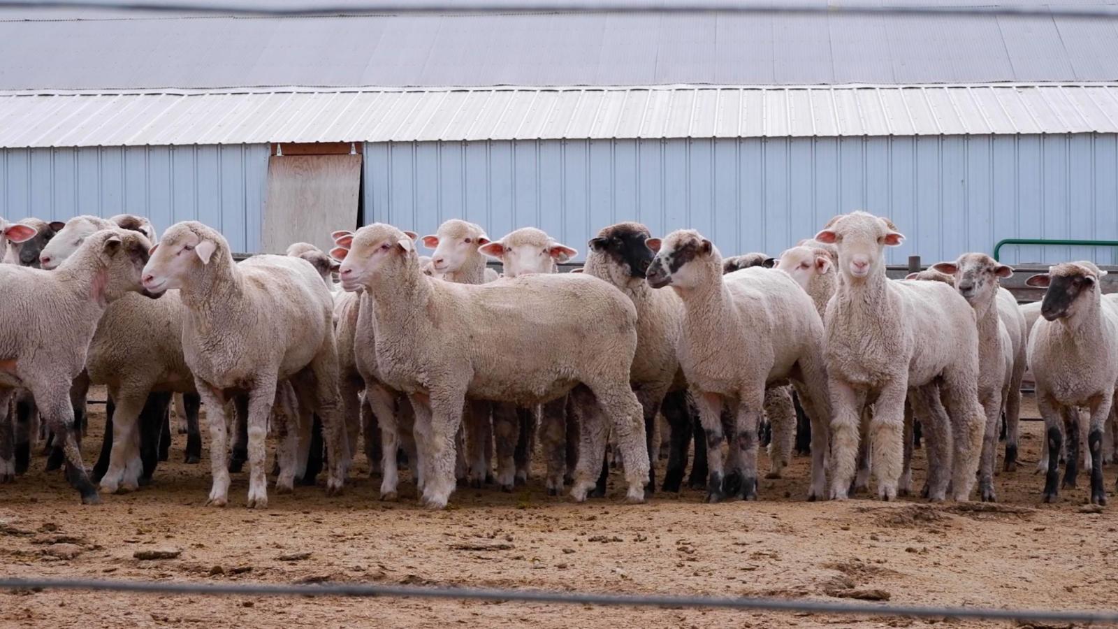 Sheep in a farm in front of a shed