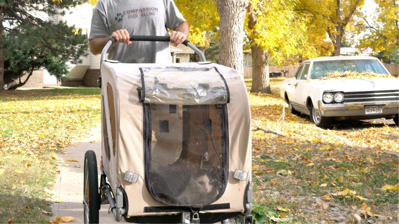 Cat in a cat walker outside