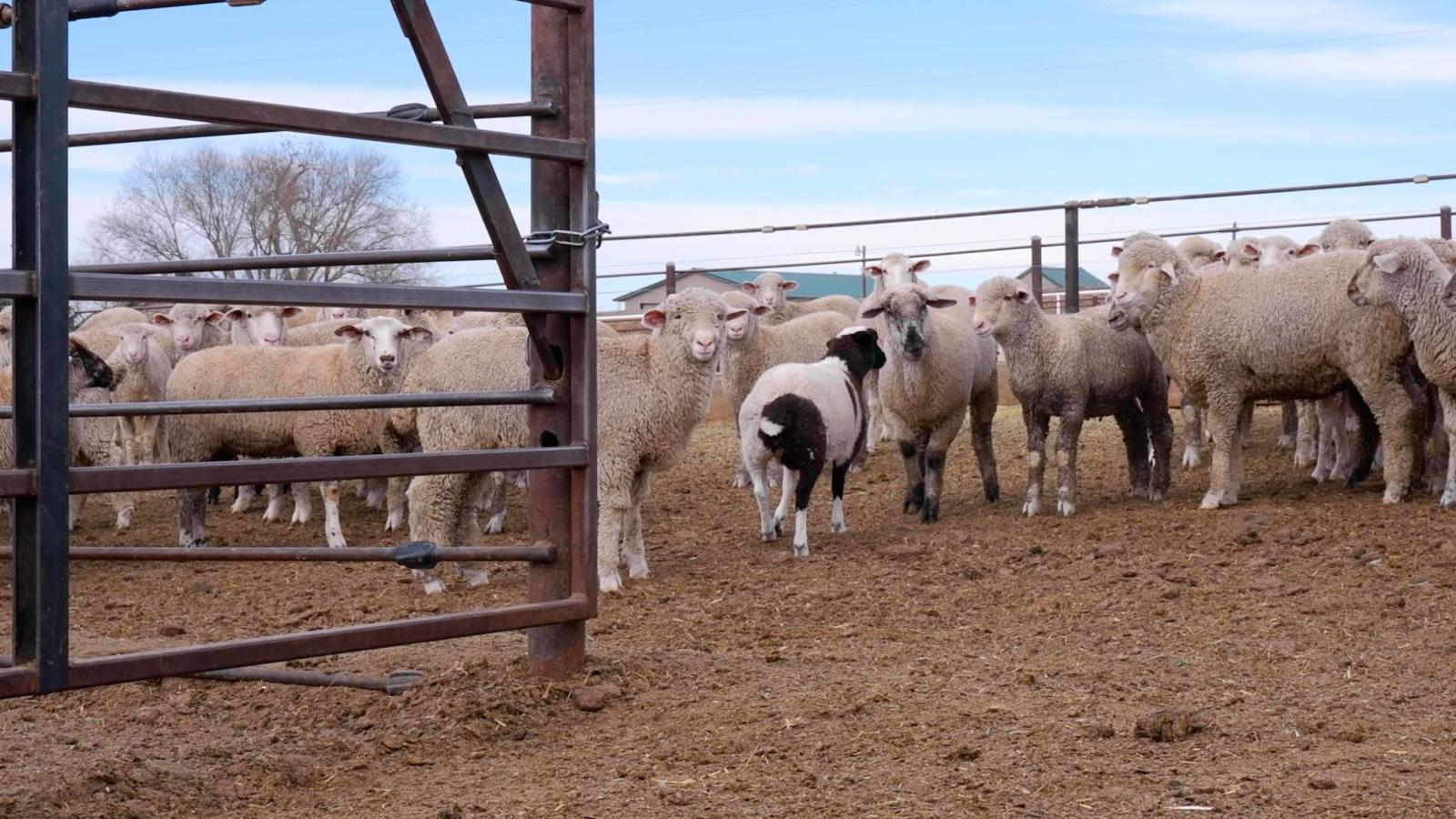 Sheep and a lamb on a farm