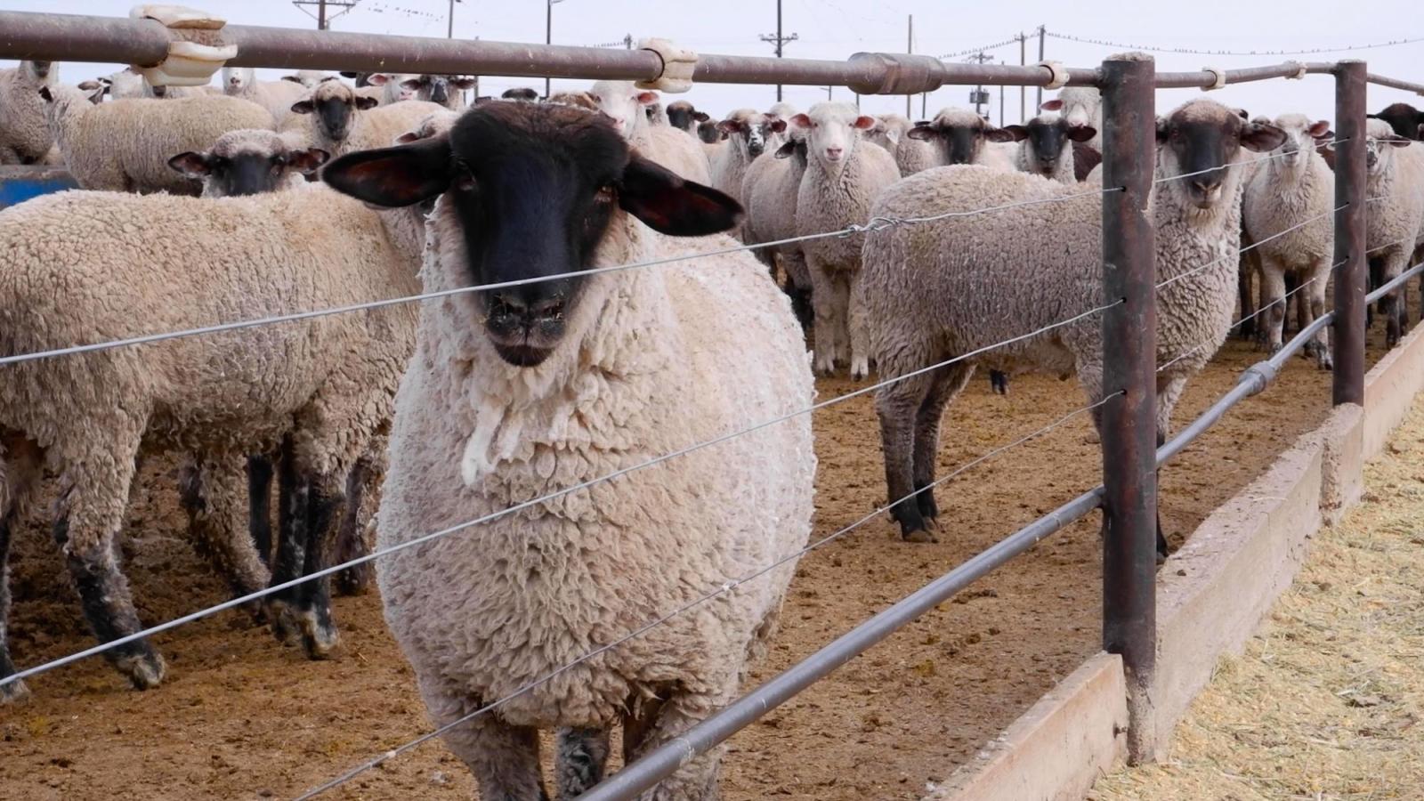 Sheep in a pen. One sheep is looking at the camera.