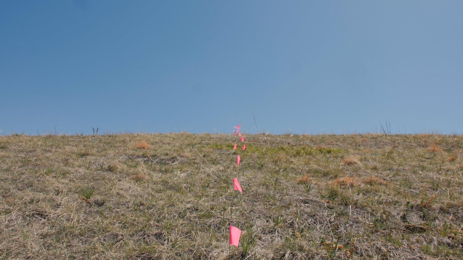 Frame grab from Chapter Four “Flag” the lower half of the frame is rough green grass, in the middle is a line of light pink marking flags running down the frame. The upper half of the frame is a pale blue sky with no clouds.