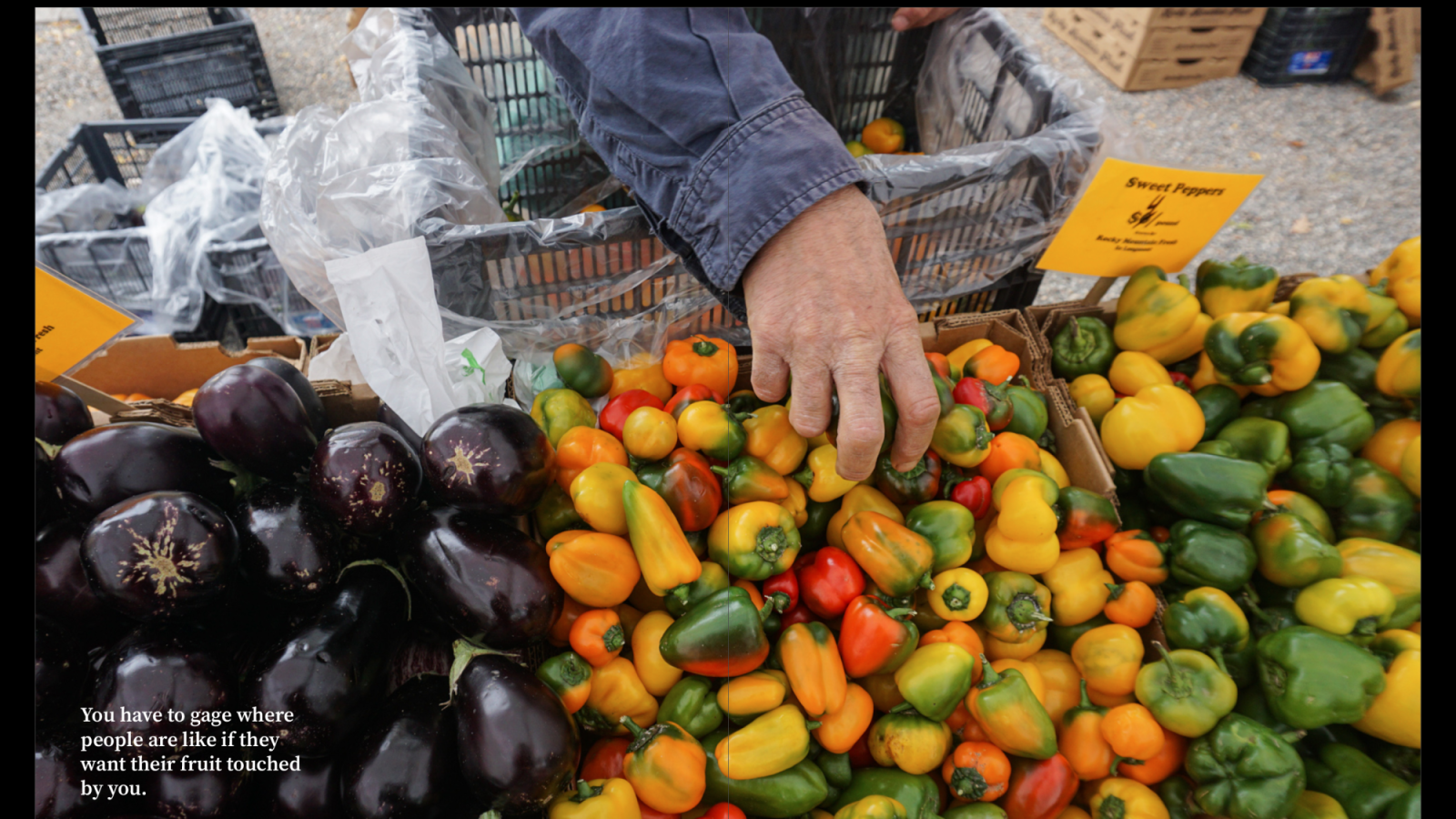 This is an image of the farmer’s bare hand touching bell peppers. This might be a controversial action because during the pandemic everyone was required to wear masks and stay six feet apart, so to have someone touching the produce might make people uncomfortable that he could be transmitting germs or the virus.