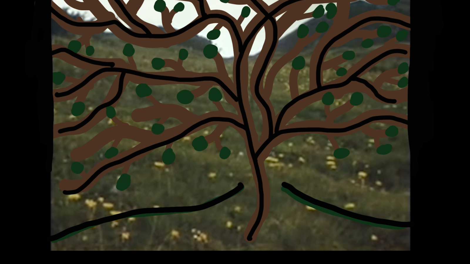 Animation of tree growing (super 8 and freehand)