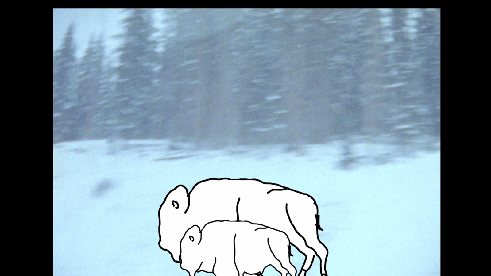 Buffalo and calf (rotoscope and super 8)