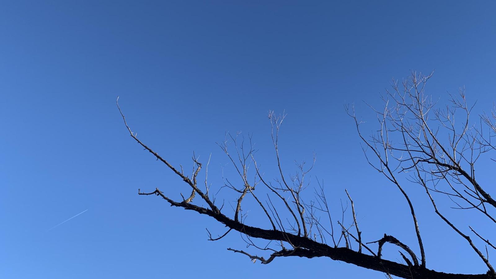 Branches of tree against a blue sky