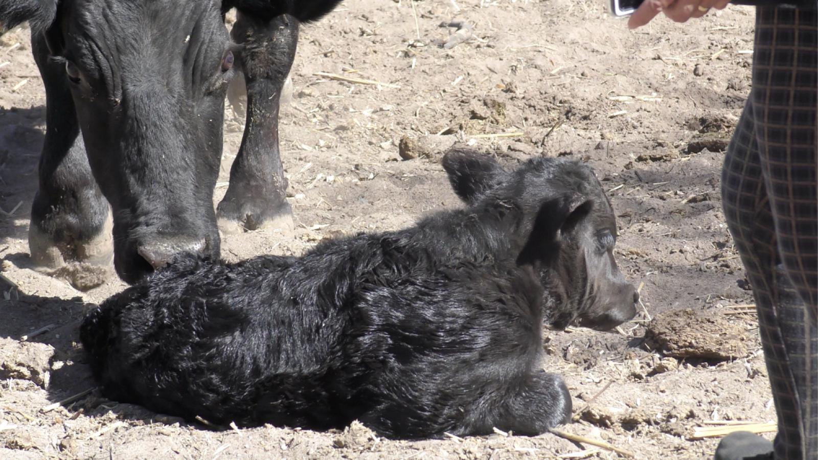Calf and cow in farm
