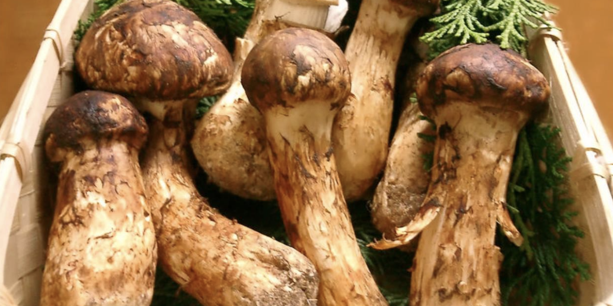 mushrooms