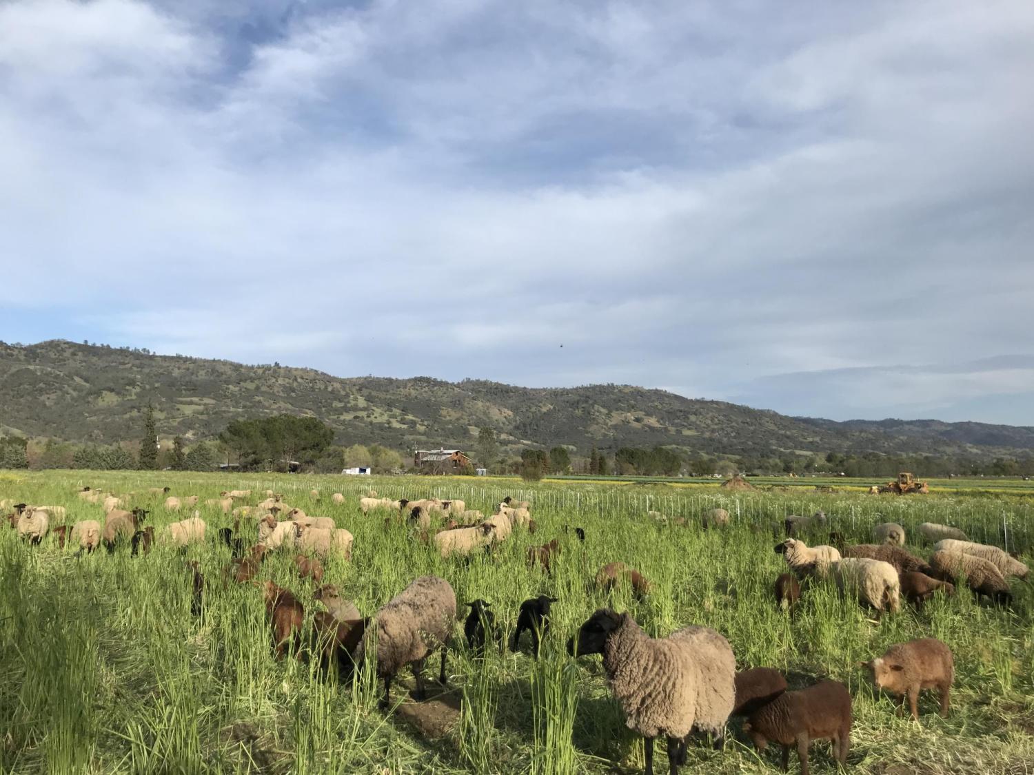 Sheep picture