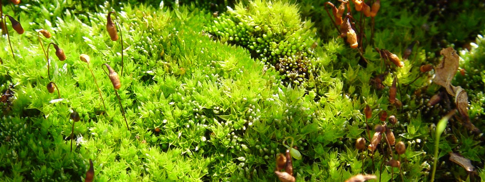 Moss