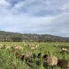 Sheep in field