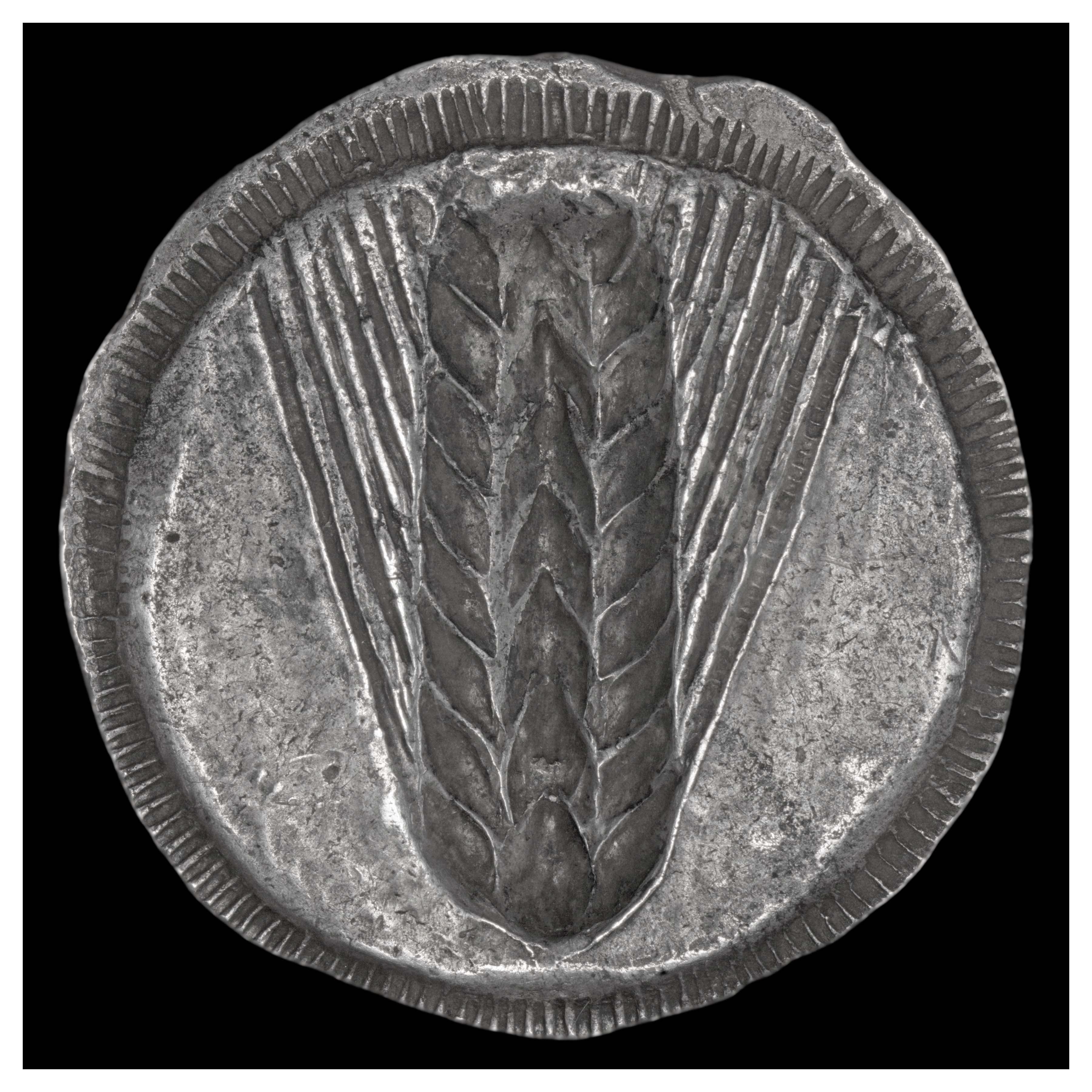 Silver Nomos, Metapontum, 540-510 BCE; Reverse: Incuse eight-grained barley ear slightly longer than obverse, square top.