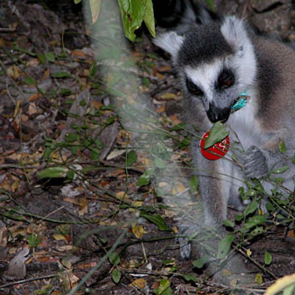 A lemur foraging for leaves and fruits.