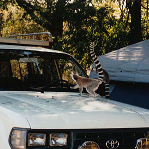 A lemur gazing at their reflection in windshields.