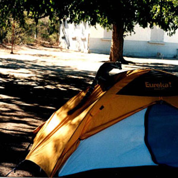 A lemur using a tent as a slide.