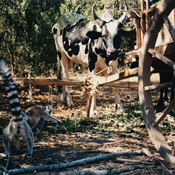 Lemurs come into contact with local domestic animals.